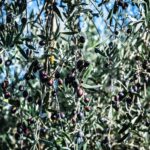 Perché il Casentino è il luogo ideale per produrre un olio EVO di qualità