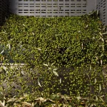 Perché la frangitura immediata fa davvero la differenza